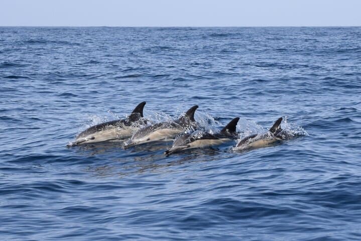 Bonadea II Ecological Whale Watching: Tenerife 2-Hour Boat Tour photo 4