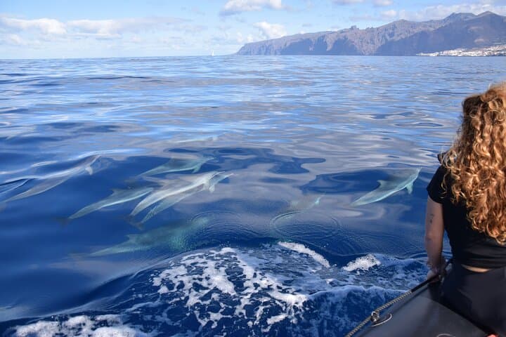 Bonadea II Ecological Whale Watching: Tenerife 2-Hour Boat Tour photo 5