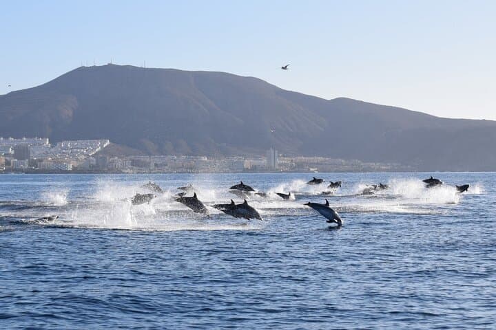 Bonadea II Ecological Whale Watching: Tenerife 2-Hour Boat Tour photo 6