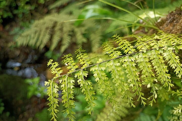 Walk in the Clouds: Private Guided Hike at Santa Elena Cloud Forest Reserve photo 5