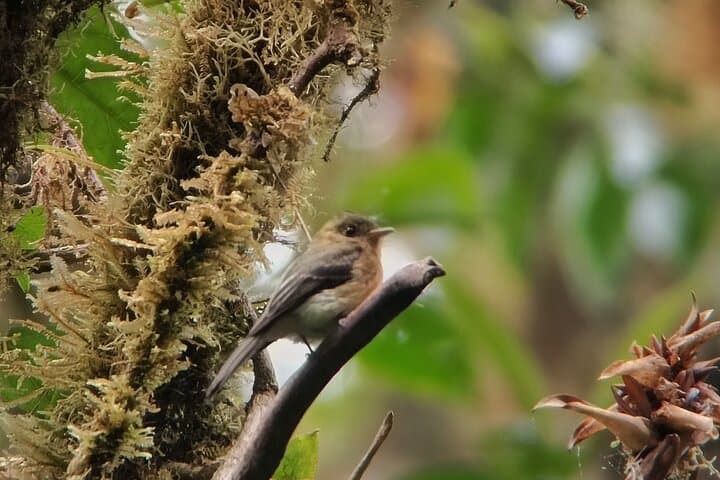 Walk in the Clouds: Private Guided Hike at Santa Elena Cloud Forest Reserve photo 6