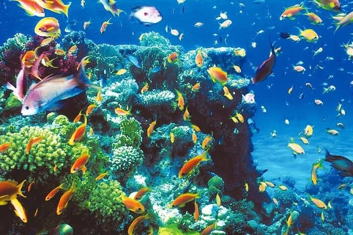 Blue Hole & Ras Abu Galum: Camel Safari and Red Sea Snorkel from Taba photo 3