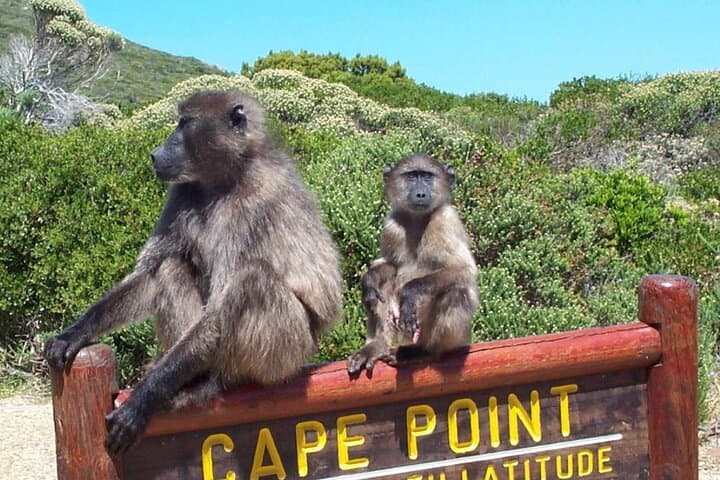 Cape Town Private Tour: Penguins, Cape Point & Chapman's Peak — Full-Day Cape Peninsula Drive photo 5