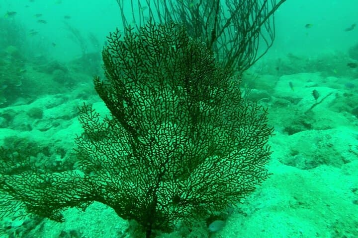 Scuba Diving the An Thoi Islands — Phu Quoc Certified Day Dives photo 5
