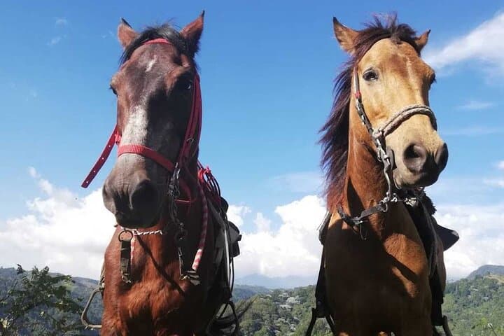 Full-Day Horseback, Coffee Finca & Willys Jeep Tour in Salento