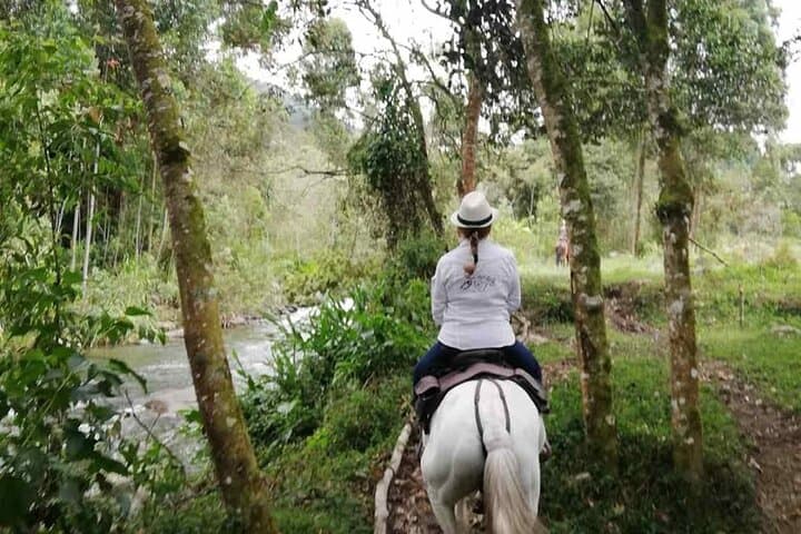 Full-Day Horseback, Coffee Finca & Willys Jeep Tour in Salento photo 6