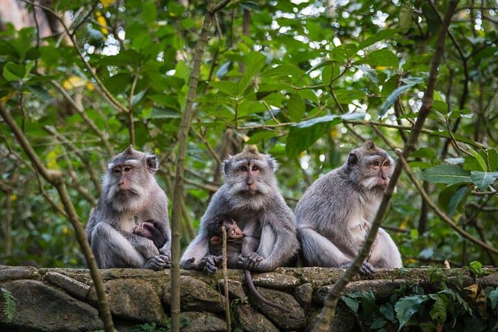Best of Ubud: Waterfalls, Temples, Rice Terraces & Monkey Forest (Full-Day) photo 3