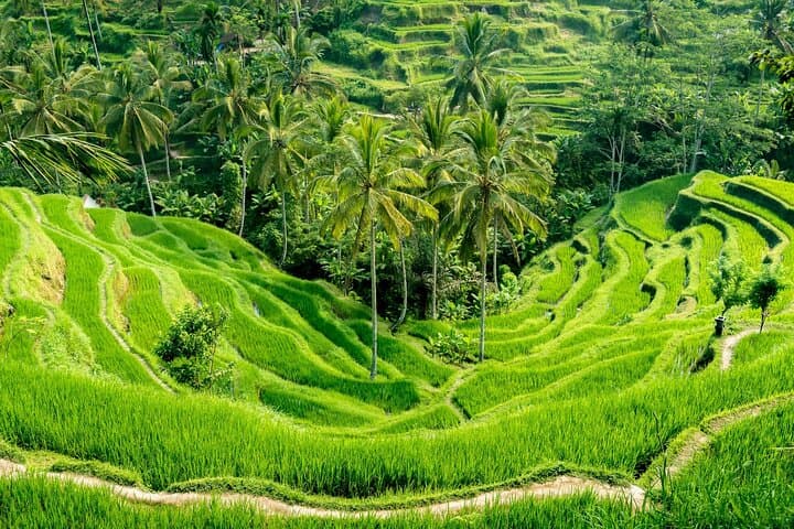 Ubud Day Tour: Tegenungan Waterfall, Monkey Forest & Tegalalang Rice Terraces (All‑Inclusive) photo 2