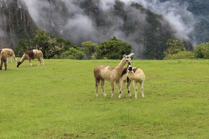 Short Inca Trail Trek to Machu Picchu — 2 Days, 1 Night From Cusco photo 4