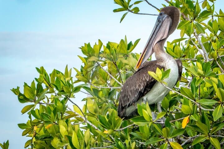 Private Transportation in St. Maarten: Island Transfers & Custom Sightseeing photo 4