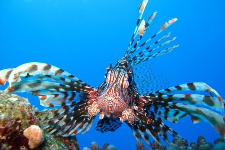 Ras Mohammed Diving Day Trip from Sharm el-Sheikh — Coral Walls & Snorkel Stops photo 2