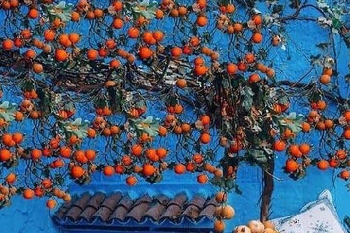 Day Trip to Chefchaouen from Tangier — Blue Medina, Rif Vistas & Ras el-Ma photo 4