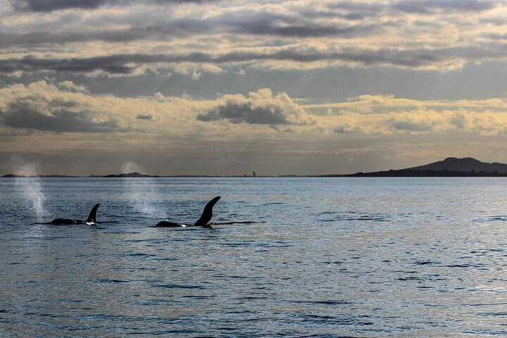 Discover Auckland: Half-Day Tour to One Tree Hill, Bastion Point & Mount Eden photo 5