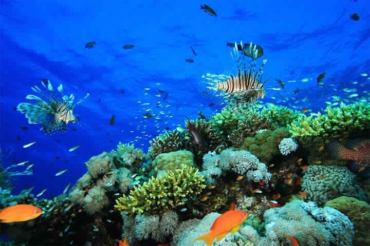 Blue Hole and Three Pools Snorkeling Day Trip from Dahab photo 3