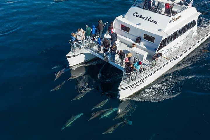 Luxury Whale Watching in Newport Beach: Small Groups on a Fast Catamaran photo 3