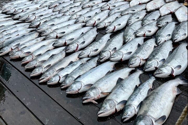 Ketchikan 6-Hour Salmon Trip: Inside Passage Fishing Adventure