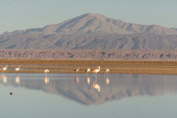 Piedras Rojas & Altiplanic Lagoons: Full-Day Tour from San Pedro de Atacama photo 2