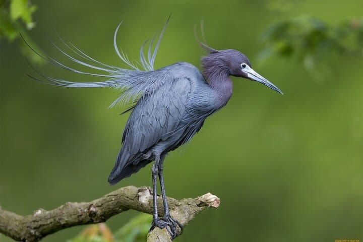 Paddling the Tamarindo Estuary: Guided Mangrove Wildlife Tour in Costa Rica photo 2