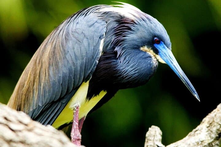 Paddling the Tamarindo Estuary: Guided Mangrove Wildlife Tour in Costa Rica photo 3