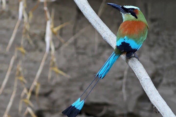 Paddling the Tamarindo Estuary: Guided Mangrove Wildlife Tour in Costa Rica photo 4