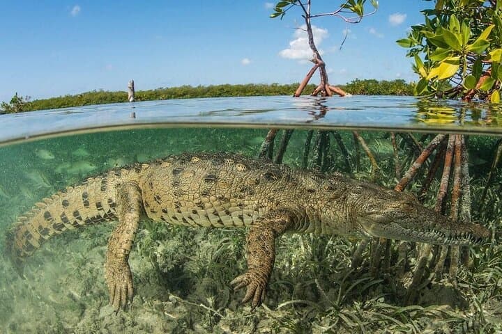 Paddling the Tamarindo Estuary: Guided Mangrove Wildlife Tour in Costa Rica