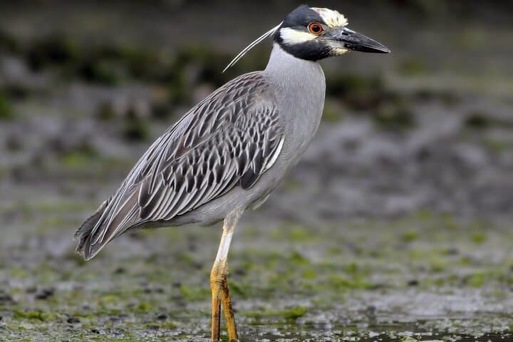 Paddling the Tamarindo Estuary: Guided Mangrove Wildlife Tour in Costa Rica photo 6