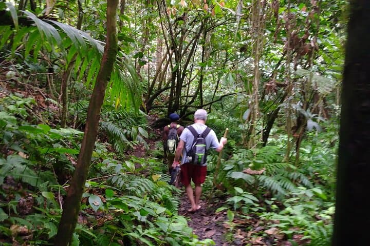 Mindfulness Rainforest Hike and Volcanic Hot Springs on Nevis photo 3