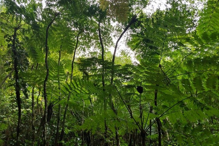 Mindfulness Rainforest Hike and Volcanic Hot Springs on Nevis photo 6