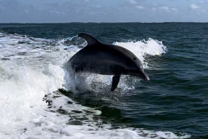 Private Dolphin Sunset Boat Tour in San Carlos Bay — Fort Myers Evening Cruise