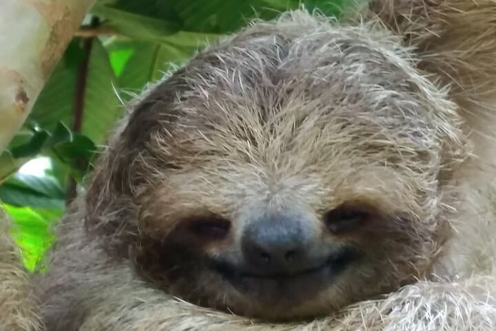 Rio Celeste Waterfall & Sloth Sanctuary Combo Tour — Full-Day Hike and Wildlife Viewing from Guanacaste