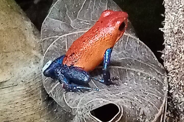 Rio Celeste Waterfall & Sloth Sanctuary Combo Tour — Full-Day Hike and Wildlife Viewing from Guanacaste photo 2