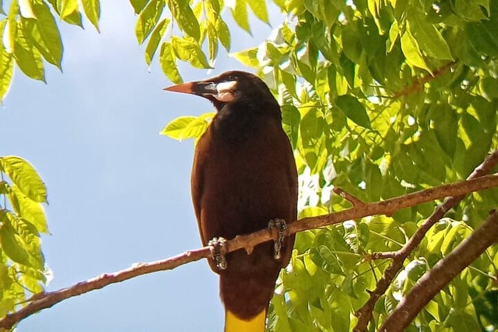 Rio Celeste Waterfall & Sloth Sanctuary Combo Tour — Full-Day Hike and Wildlife Viewing from Guanacaste photo 5