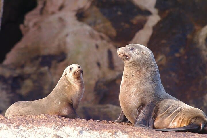 Maria Island & Ile Des Phoques Cruise: Seals, Wombats and Convict History photo 4
