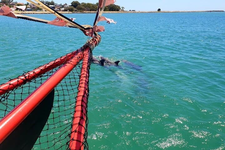 Pirate Cruise in Mandurah: 45-Minute Dolphin & Canals Adventure photo 3