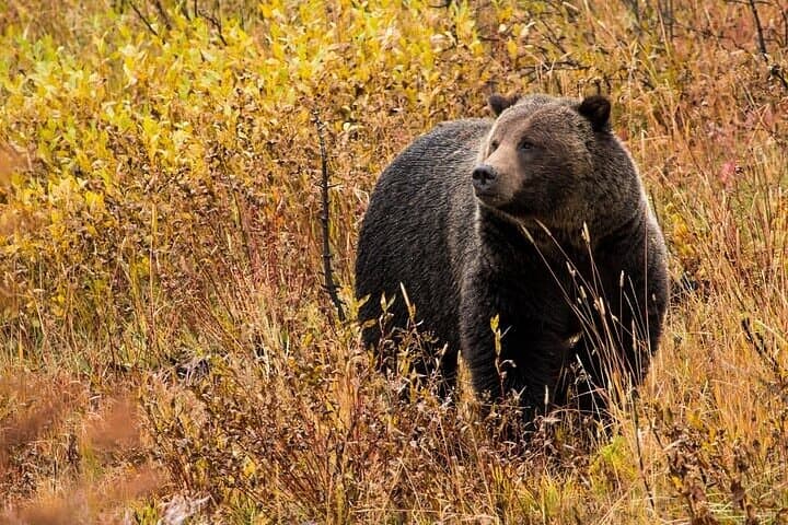 Explore Yellowstone and Grand Teton: A Small Group 6-Day Immersive Adventure photo 2