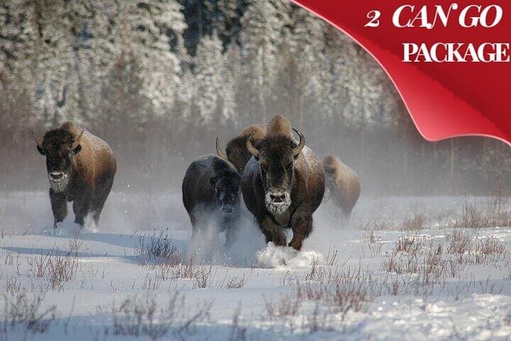 Yellowstone & Grand Teton Winter Tour: 5-Day Snowcoach, Snowshoe & Hot Springs Adventure photo 2