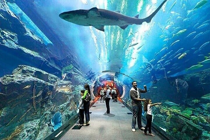 Inside Dubai Aquarium & Underwater Zoo: VIP Access to the 10‑Million‑Liter Tank photo 4