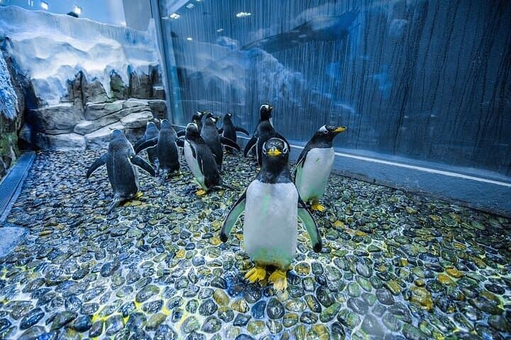 Inside Dubai Aquarium & Underwater Zoo: VIP Access to the 10‑Million‑Liter Tank photo 6