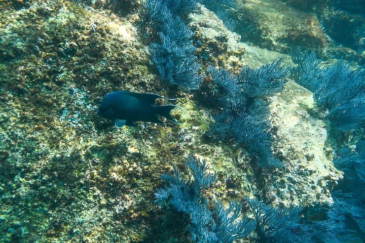 Private Snorkeling in Chileno Bay & Santa Maria Cove - Los Cabos Guided Beach Tour