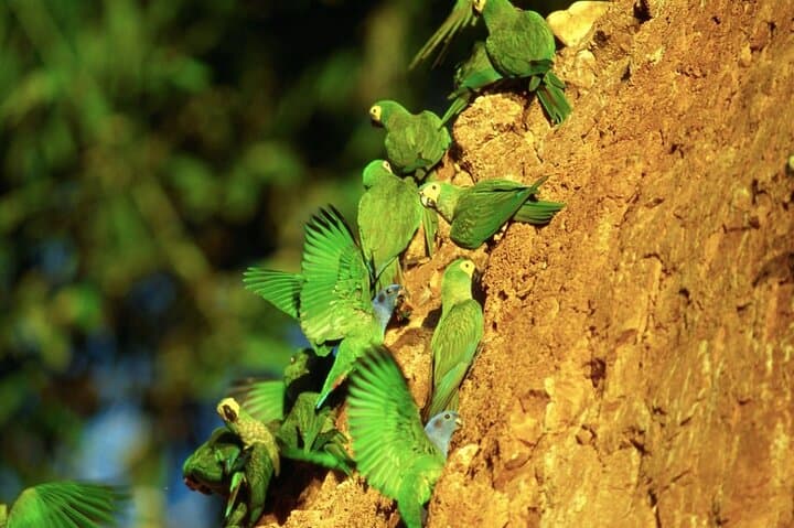 3-Day Refugio Amazonas: Immersive Amazon Jungle Lodge Experience
