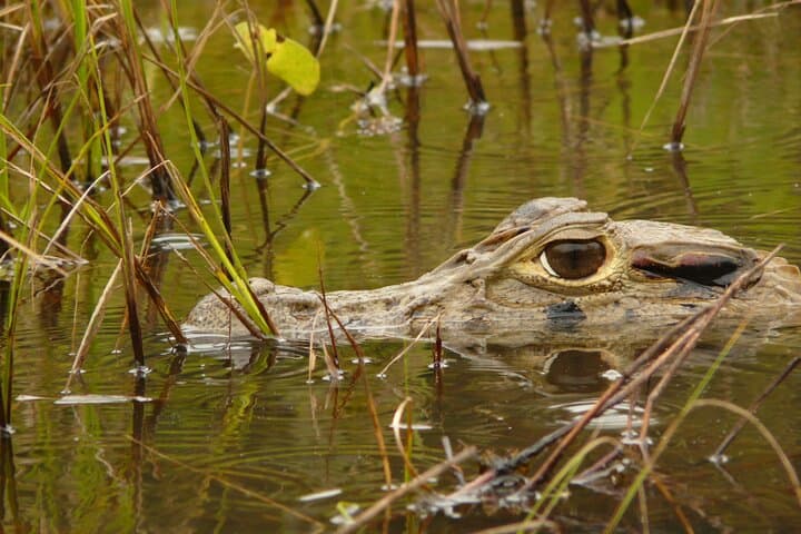 3-Day Refugio Amazonas: Immersive Amazon Jungle Lodge Experience photo 2