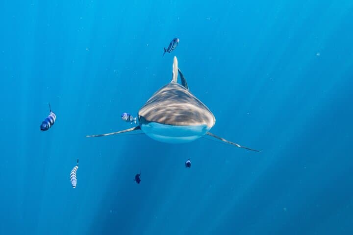 Shark Safari & Snorkel Adventure in Cabo San Lucas photo 3