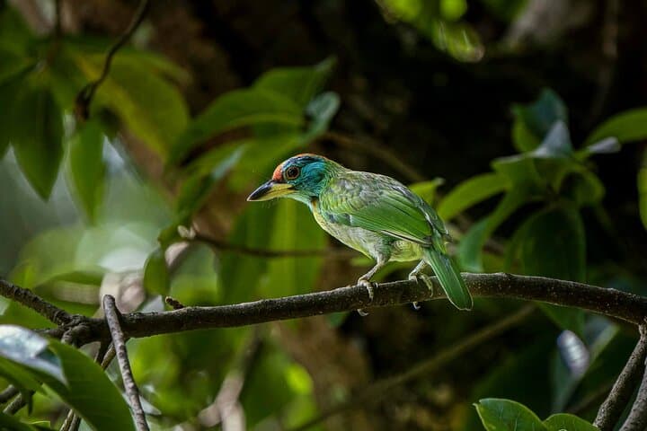 Jeep Safari to Jamacho: Nagarjun Forest Wildlife & Mountain Views from Kathmandu photo 4