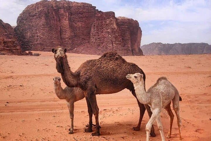 Jordan 4-Day Private Tour: Jerash, Petra, Wadi Rum & Dead Sea from Amman photo 4
