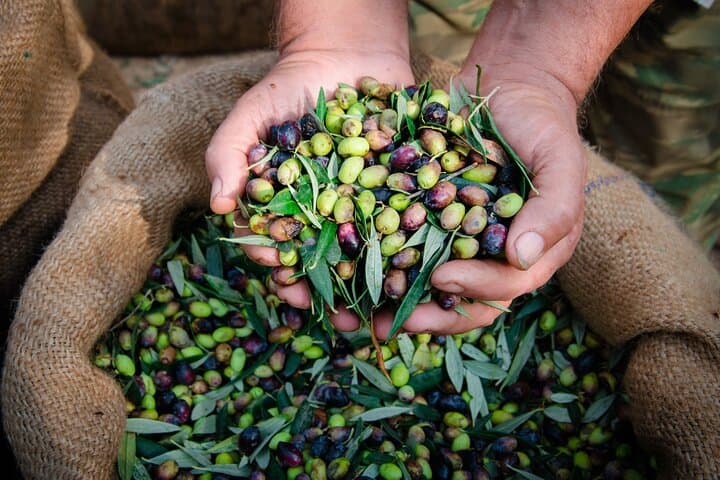 Olive Oil Mill & Tasting Tour from Olhão — Algarve Olive Oil Experience photo 2