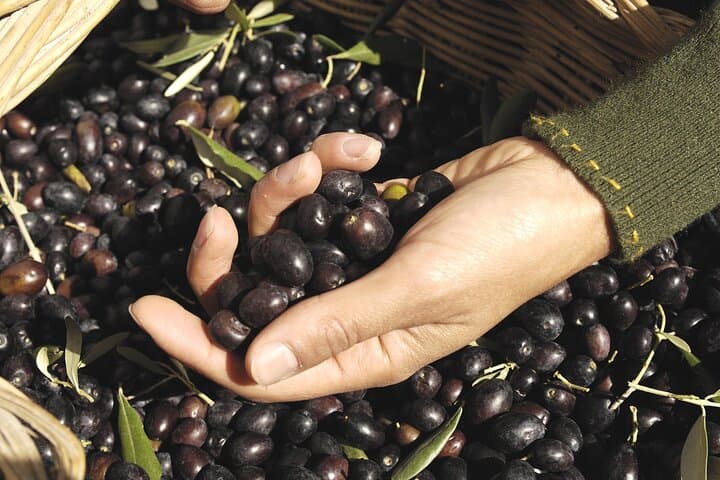 Olive Oil Mill & Tasting Tour from Olhão — Algarve Olive Oil Experience photo 3