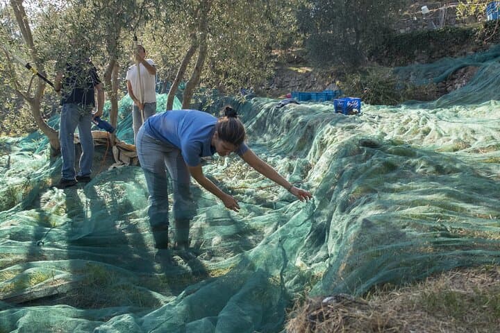 Olive Oil Mill & Tasting Tour from Olhão — Algarve Olive Oil Experience photo 4
