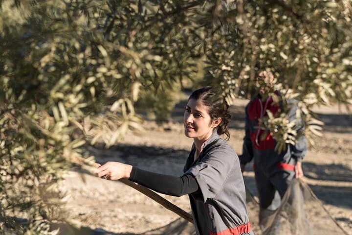 Olive Oil Mill & Tasting Tour from Olhão — Algarve Olive Oil Experience photo 5