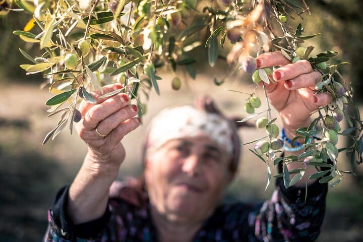 Olive Oil Mill & Tasting Tour from Olhão — Algarve Olive Oil Experience photo 6