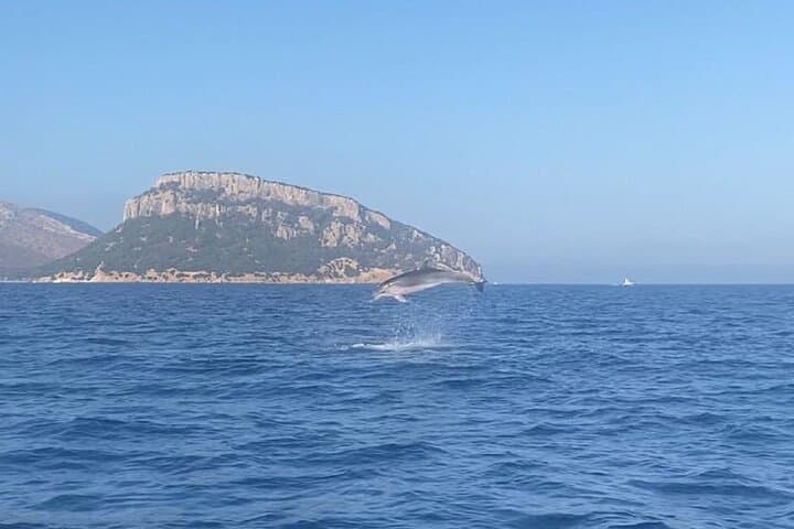 Figarolo Dolphin Watching & Snorkeling — Golfo Aranci Sea Safari photo 3